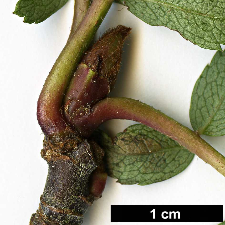 High resolution image: Family: Rosaceae - Genus: Sorbus - Taxon: KR 5100A (S. aff. filipes)